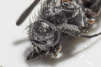 Close-up of  fly