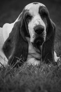 Portrait of dog relaxing on field