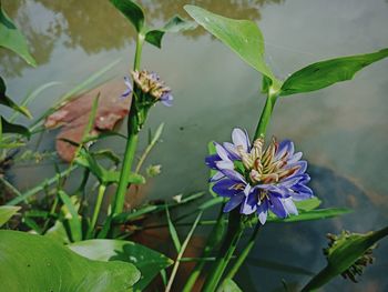 Close-up of flowers blooming outdoors