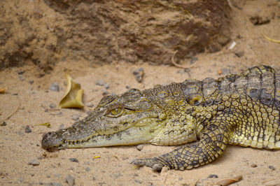 Nile crocodile latin name crocodylus niloticus