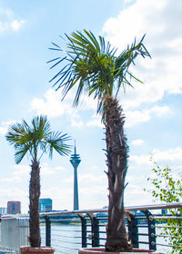 Low angle view of palm tree against sky