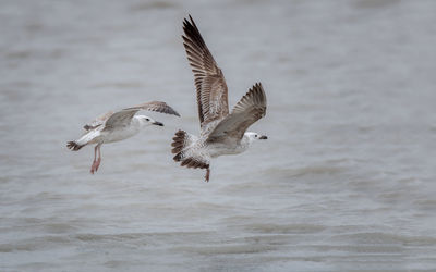 Seagull flying over sea