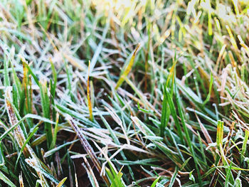 Full frame shot of grass growing on field