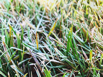 Full frame shot of grass growing on field