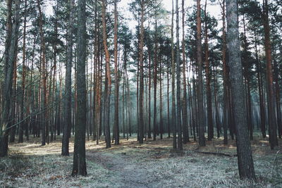 Trees in forest