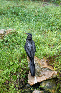 Bird perching on grass