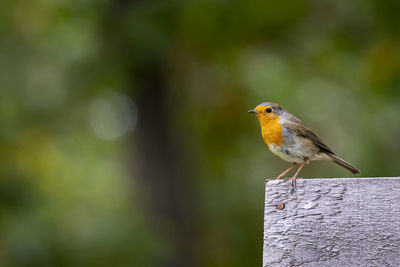 Close-up of bird perching on wooden post