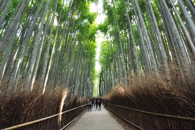View of bamboo trees on the road