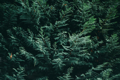 Full frame shot of pine trees