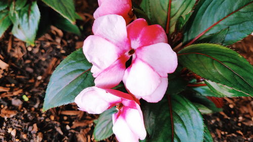 Close-up of pink flowers