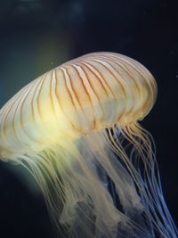 Close-up of jellyfish swimming in sea