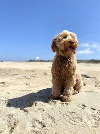 Dog sitting on sand