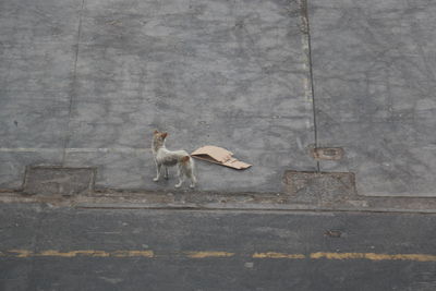 Dog standing on footpath