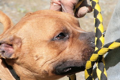 Close-up of woman with dog