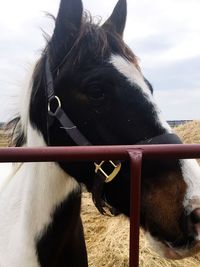 Close-up of horse against sky