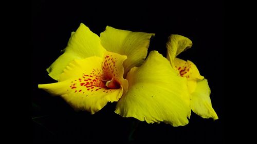 Close-up of flower over black background