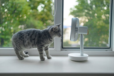 Cat standing on window sill