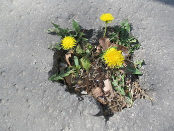 Close-up of yellow flowers