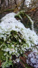 Close-up of snow on tree