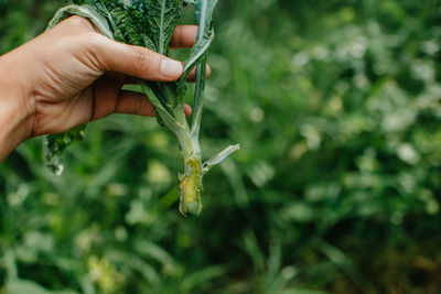 Close-up of hand holding plant