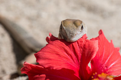 Close-up of red flower