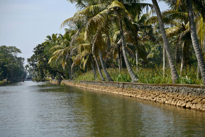 Scenic view of palm trees by river against sky