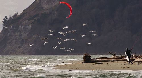 Birds flying over sea