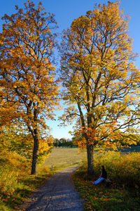 Road amidst trees against sky during autumn