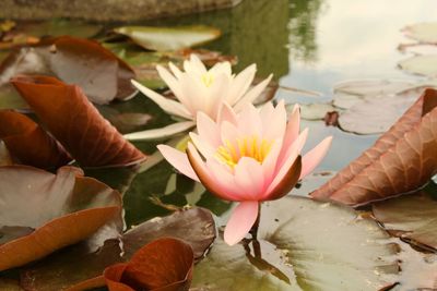 Close-up of lotus water lily in lake