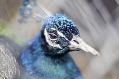 Close-up of peacock