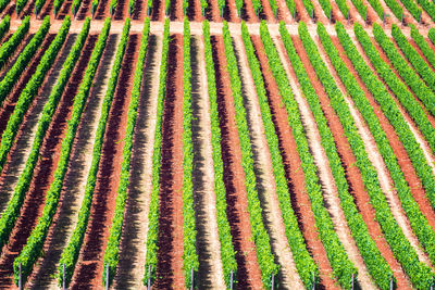 Full frame shot of green field