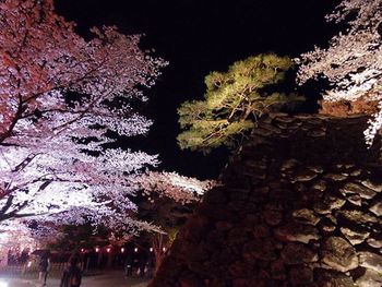 Low angle view of trees at night