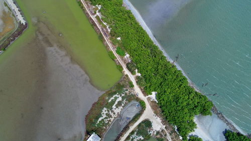 High angle view of plant on beach
