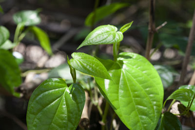 Close-up of plant