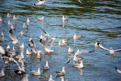 Flock of birds in lake