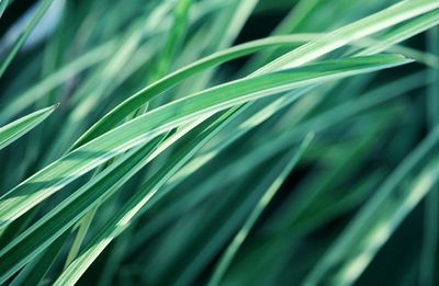 Full frame shot of grass