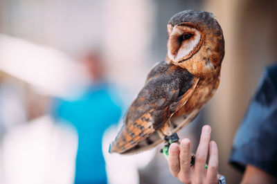 Close-up of bird