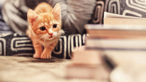 Portrait of kitten on floor