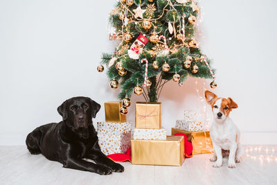 Two dogs at home by the christmas tree, cute jack russell dog and black labrador. brothers