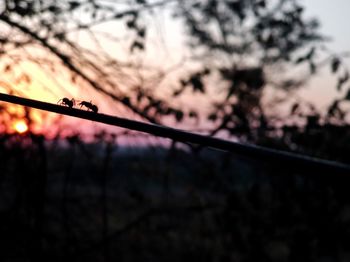 Close-up of tree against sky at sunset