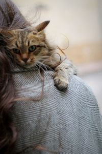 Close-up of cat resting at home