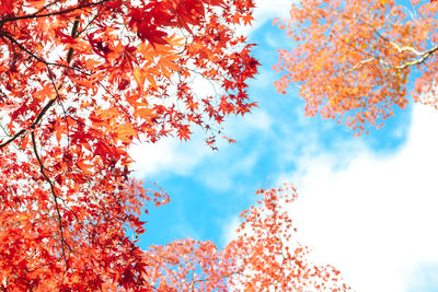 Low angle view of autumnal tree against sky