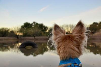 Rear view of dog standing against the sky
