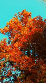 Low angle view of trees