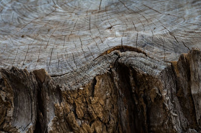 Close-up of tree stump