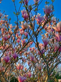 Low angle view of flowering tree against sky