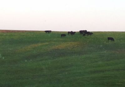 Sheep grazing on grassy field