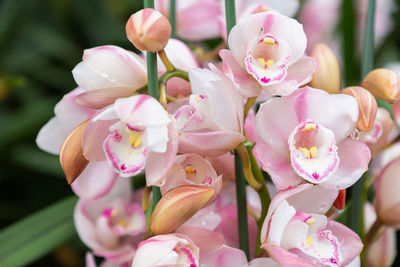 Close-up of pink flowering plants