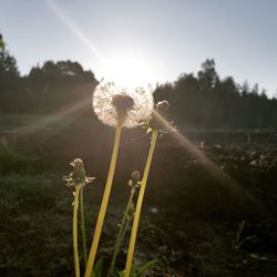 Close-up of dandelion flower on field against bright sun