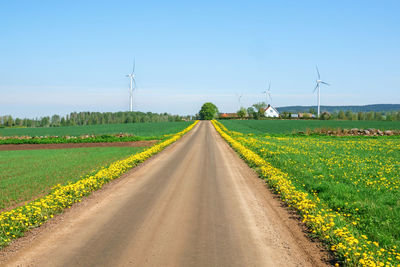 Country road with flowering dandelion flowers